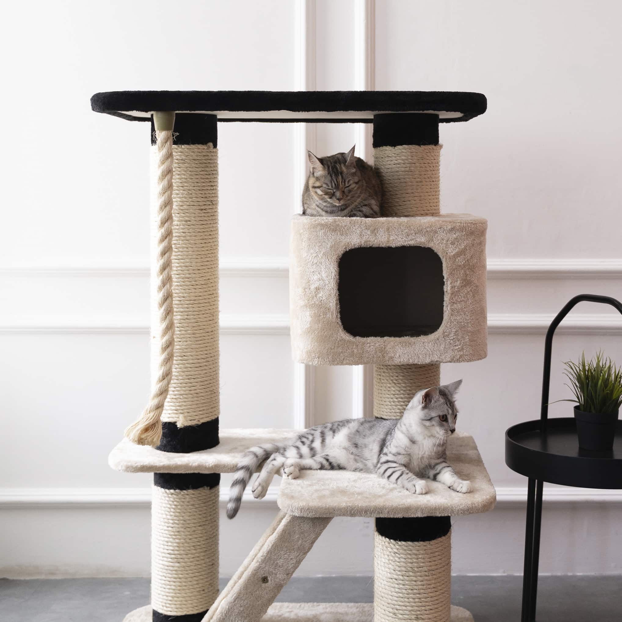 Startha Assets